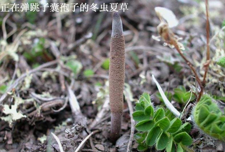 求购冬虫夏草的人很多，究竟这种草药有什么神奇之处？