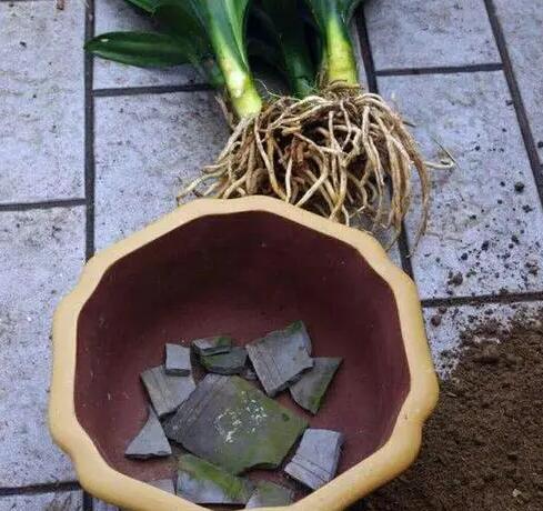 种植盆栽怎样防止积水烂根？只需垫上这些小东西即可搞定