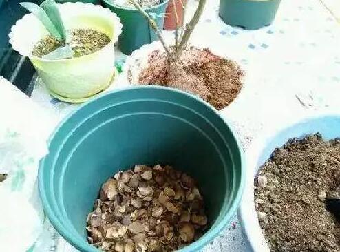 种植盆栽营养材料