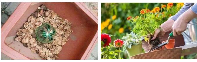 种植盆栽营养材料