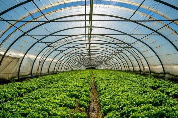 在农村怎么赚钱?农村可以做这五个项目日赚上千不是问题