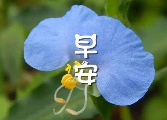 微信早安问候语简短,早安微信上面问好的句子41条