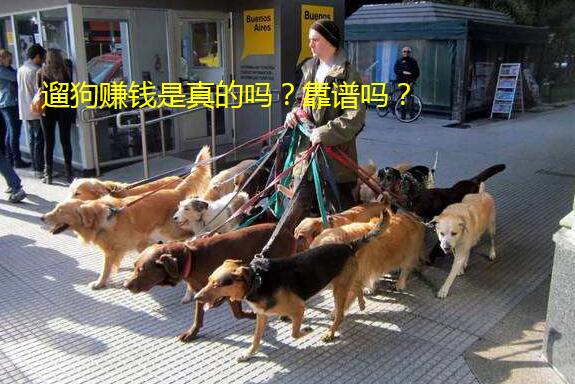遛狗赚钱是真的吗?靠谱吗?