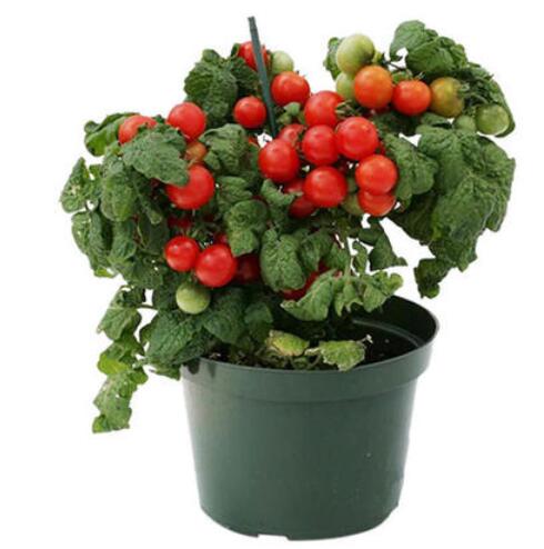 盆栽西红柿 盆栽西红柿