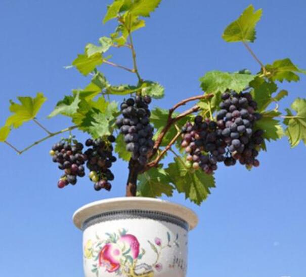 盆栽葡萄 盆栽葡萄