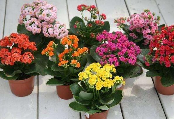 让长寿花开花有什么窍门?长寿花开花的几个条件分享