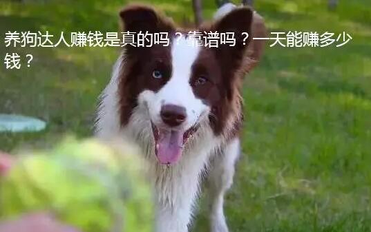 养狗达人怎么样?一天能赚多少钱?