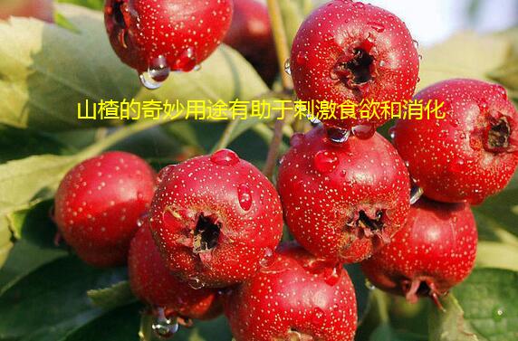 山楂的奇妙用途有助于刺激食欲和消化