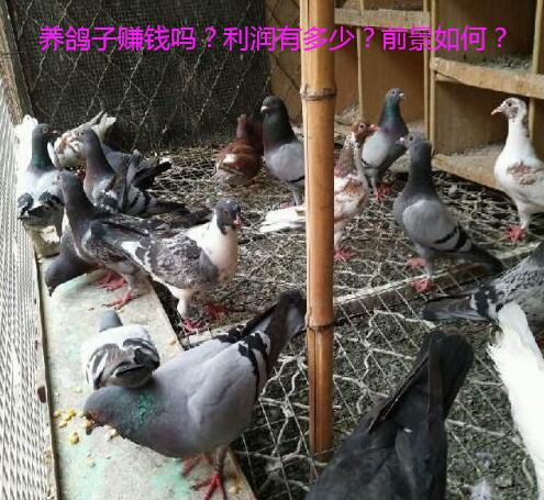 养鸽子赚钱吗?利润有多少?前景如何? 养鸽子赚钱吗?利润有多少?前景如何?