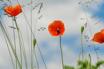 谷雨是什么意思