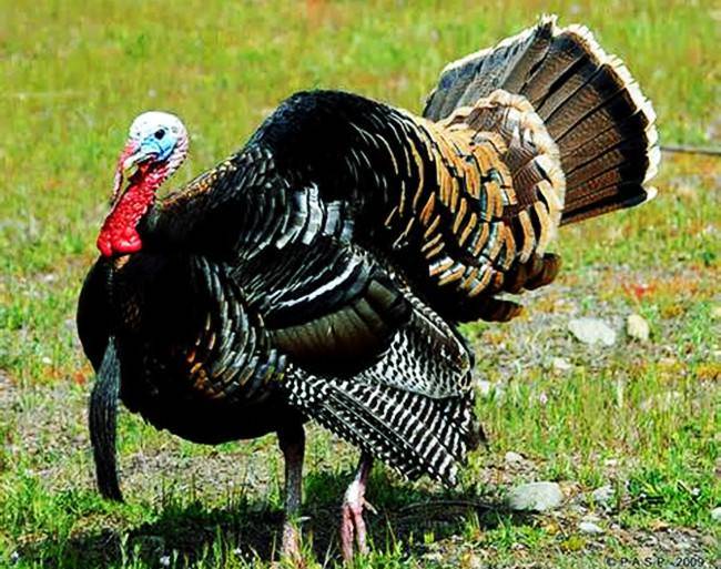 火鸡比普通肉鸡更有营养吗?