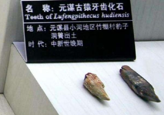 连 170万年前的元谋人都发现了,为啥4000年前的夏朝,却找不到证据?